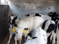 أبقار (دفعة، الجنس غير محدد), Russian Black pied cattle — الصورة 1