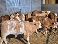 Toro, Simmental cattle — foto 6