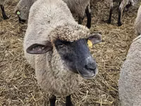 Schaf, Blackheaded Persian sheep — Foto 2