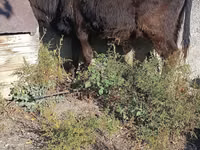सांड, Simmental cattle — फ़ोटो 4