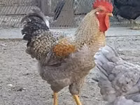Chickens — 2 зураг