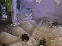 Ovejas (lote, sexo no especificado), Suffolk sheep — foto 1