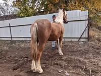 公马, Horses — 照片 5