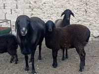 Widder, Rhon sheep — Foto 2