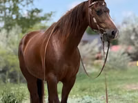 Mare, Quarter Horse — photo 2