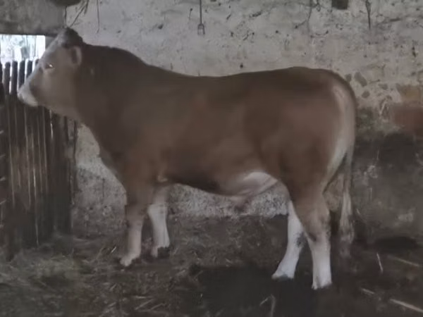 ثور, Charolais cattle