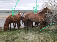 Horses (batch, sex not specified), Horse breed — photo 6