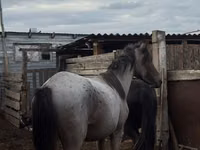 公马, Kustanai horse — 照片 1