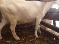 عنزة, Saanen goat — الصورة 2