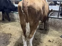 Cow, Simmental cattle — photo 1