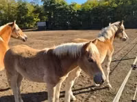 घोड़ी, Haflinger — फ़ोटो 8