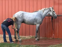 公马, Tennessee Walking Horse — 照片 3