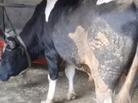 Cattle (batch, sex not specified), Russian Black pied cattle — photo 5