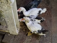 Ducks — الصورة 3