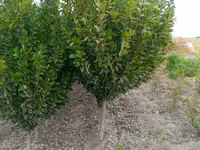 SADA KAYRAGACH (Chinni gujum) — Foto 5