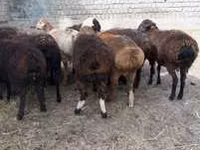公羊, Hissar sheep — 照片 3