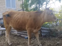 Cow, Caucasian Brown Cow — photo 1
