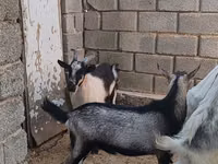 تيس, LaMancha goats — الصورة 2