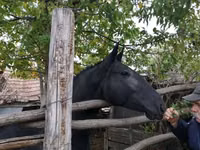 Mare, Nonius horse — photo 5