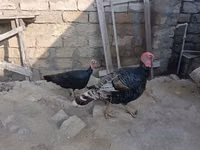 Өргөн цээжтэй цагаан — 1 зураг
