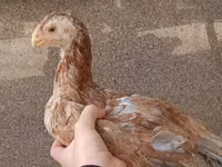 Chickens — 照片 2