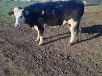 Үнээ, Simmental cattle — 1 зураг