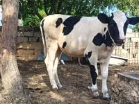 Vaca, Simmental cattle — foto 8
