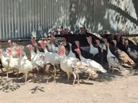 Turkeys — photo 1