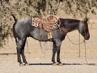 Адуу, Quarter Horse — 5 зураг