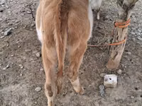 母牛, Simmental cattle — 照片 2