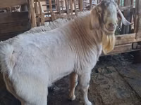 Billy Goat, Beetal goats — photo 2
