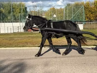Caballo, Caballos — foto 6