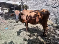 Cow, Cattle — photo 3