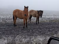 فرس, Bashkir horse — الصورة 1