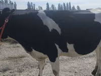 母牛, Russian Black pied cattle — 照片 6