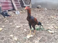Chickens — फ़ोटो 4