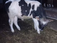 公牛, Russian Black pied cattle — 照片 4