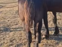 Адуу, Percheron — 2 зураг