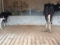 Үнээ, Latvian Blue cattle — 4 зураг
