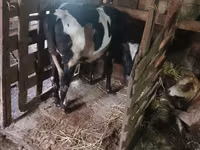 母牛, Russian Black pied cattle — 照片 3