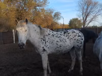 Stute, Appaloosa — Foto 1