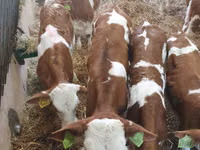 Bovinos (lote, sexo no especificado), Simmental cattle — foto 3
