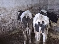 ثور, Russian Black pied cattle — الصورة 3