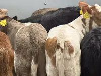 मवेशी (लॉट, लिंग निर्दिष्ट नहीं), Simmental cattle — फ़ोटो 4