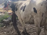 母牛, Russian Black pied cattle — 照片 8