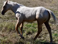 घोड़ा, Quarter Horse — फ़ोटो 3
