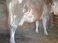 Kuh, Simmental cattle — Foto 1
