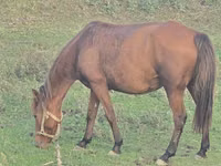 घोड़ी, Azerbaijan horse — फ़ोटो 4