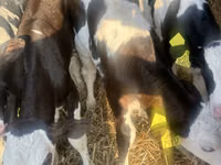 Bovinos (lote, sexo no especificado), Russian Black pied cattle — foto 4
