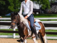 Адуу, Pinto horses — 7 зураг